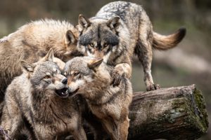 Las ONG y los expertos hacen un último esfuerzo para mantener el estatuto de protección del lobo