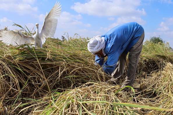 Rice Harvest