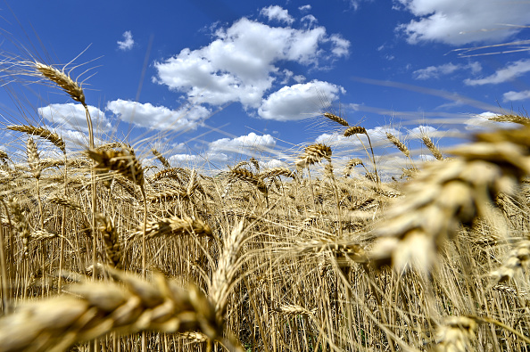 Harvesting Winter Wheat In Northern Zaporizhzhia Region