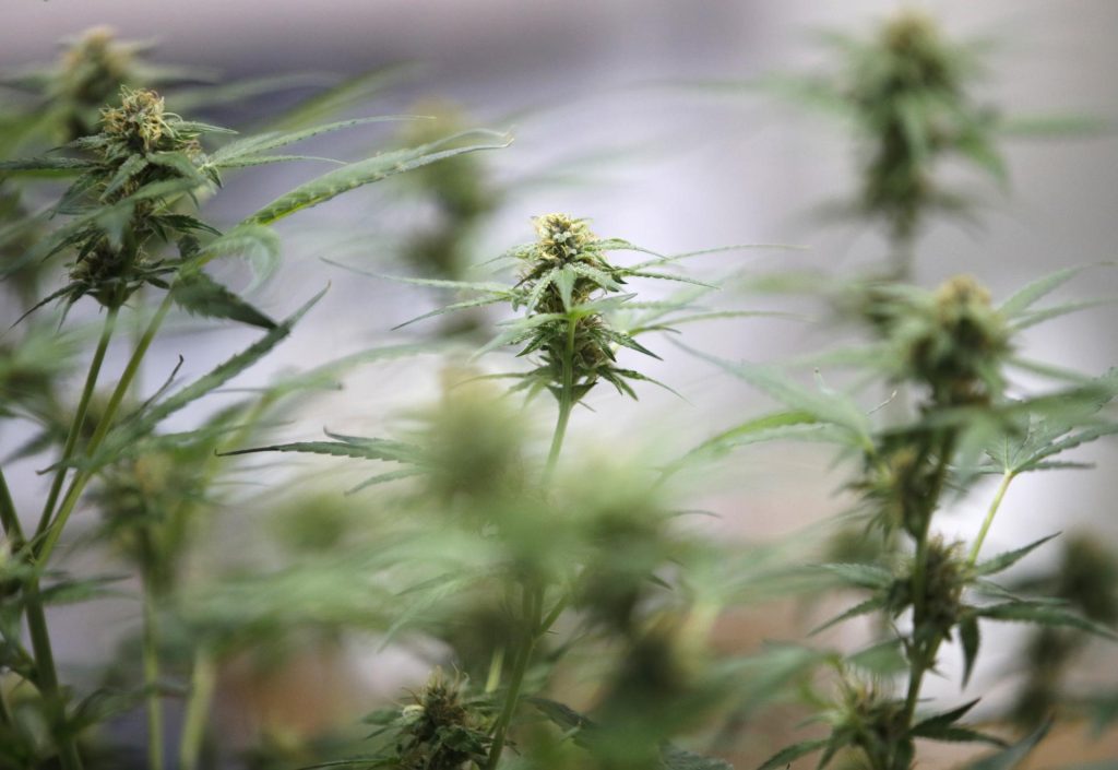 Asia International Hemp Expo