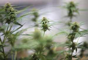 Peligra la promesa de los Verdes alemanes de legalizar el cannabis   