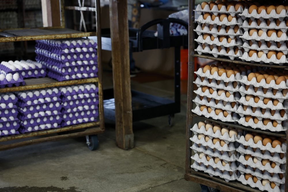 Estados Unidos, a la «caza» de huevos en Europa.
