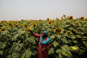 La agricultura, "manzana de la discordia" para un acuerdo comercial UE-India
