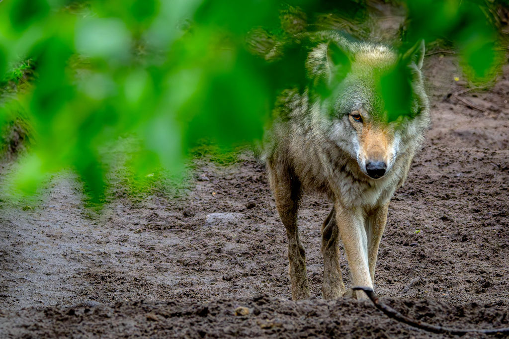 Bruselas propone relajar la protección del lobo en Europa