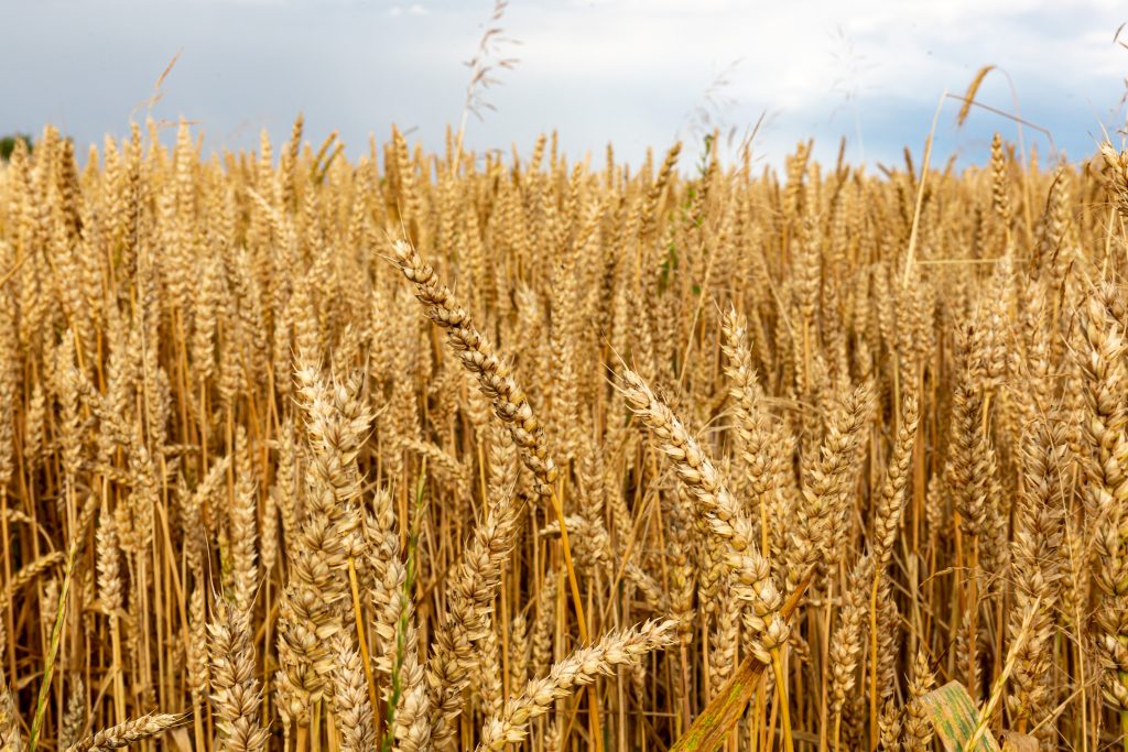 Imagen de archivo de un campo de cereales.