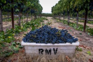 Europa se prepara para los aranceles de EE.UU. al vino mientras California confía en recoger las "ganancias"