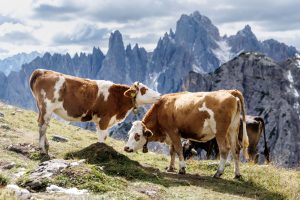 Cómo el embutido italiano "bresaola" intenta esquivar los aranceles de Trump