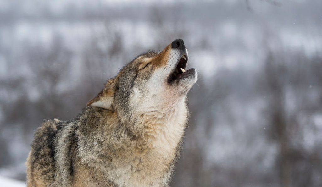 Un lobo, en una imagen de archivo