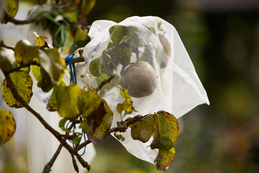 Frutas cubiertas en un huerto comunitario en Dordrecht, Países Bajos, en una imagen de 2024. (Fotografía: Pierre Crom/Getty Images)