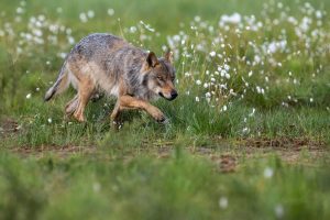 La UE acuerda flexibilizar las normas de conservación del lobo
