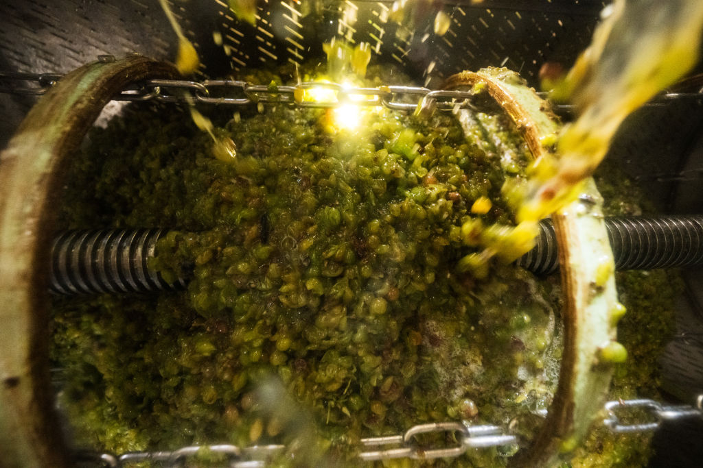 Uvas caen en una prensa de vino en la región austríaca de Weinviertel, el 21 de septiembre de 2024.