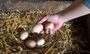 Las sustancias químicas eternas (PFAS) "amargan" los huevos de Pascua en Europa