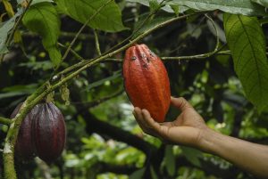 La UE, a punto de finalizar la clasificación de socios comerciales por riesgo de deforestación