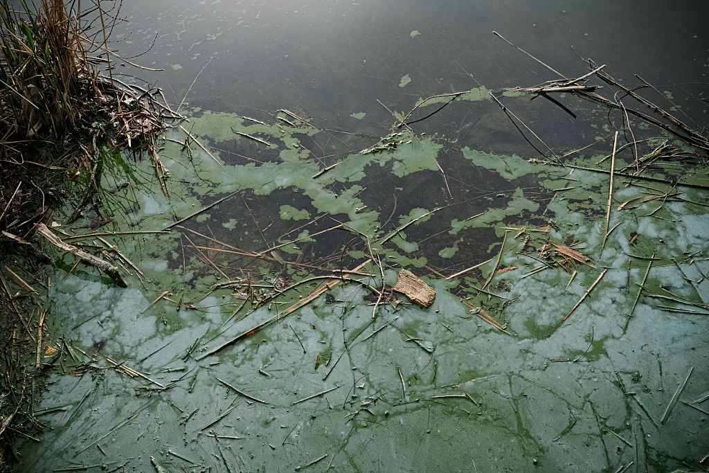 Las cianobacterias, también conocidas como algas verdeazuladas, contaminan las aguas de un lago a las afueras de París, el  4 de abril de 2025.