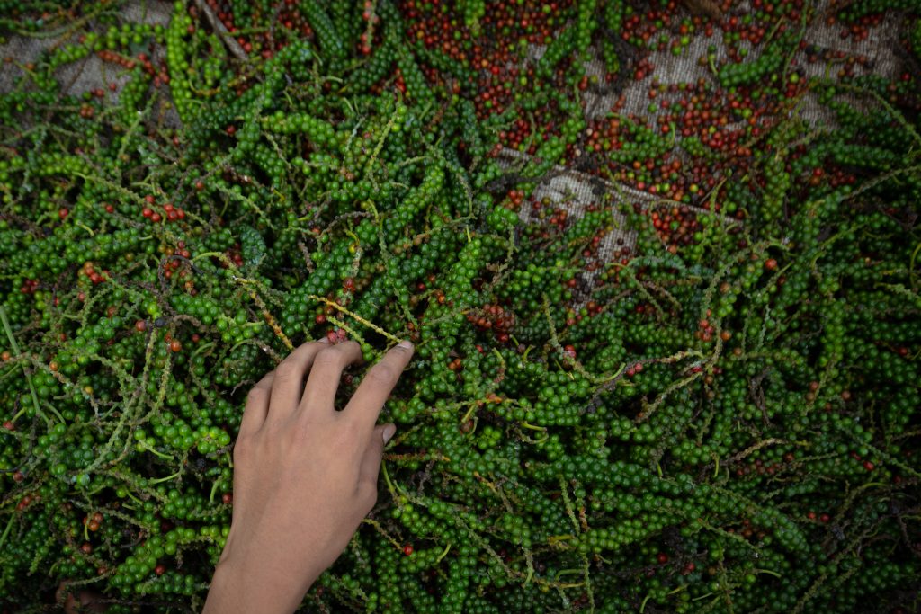 Un trabajador de una plantación clasifica la pimienta negra (Piper nigrum) cosechada en un patio de secado el 12 de abril de 2025 en Somwarpet, distrito de Kodagu (Coorg), en el estado sureño de Karnataka, India.