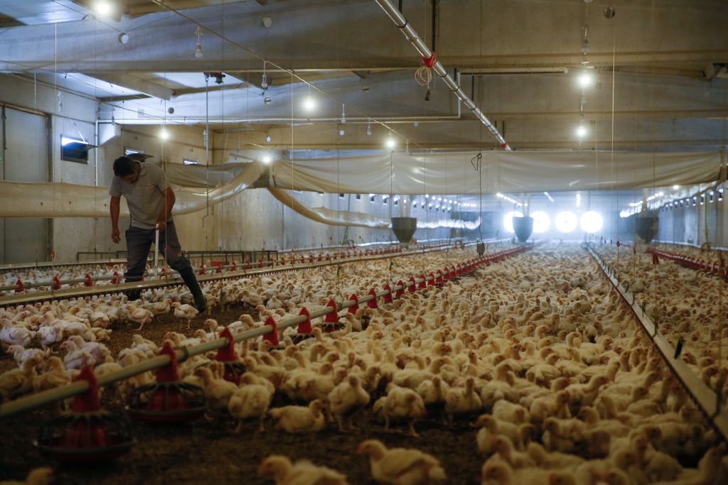 Un criadero de pollos en modo industrial en la provincia de Esmirna, Turquía, el 18 de junio de 2017.