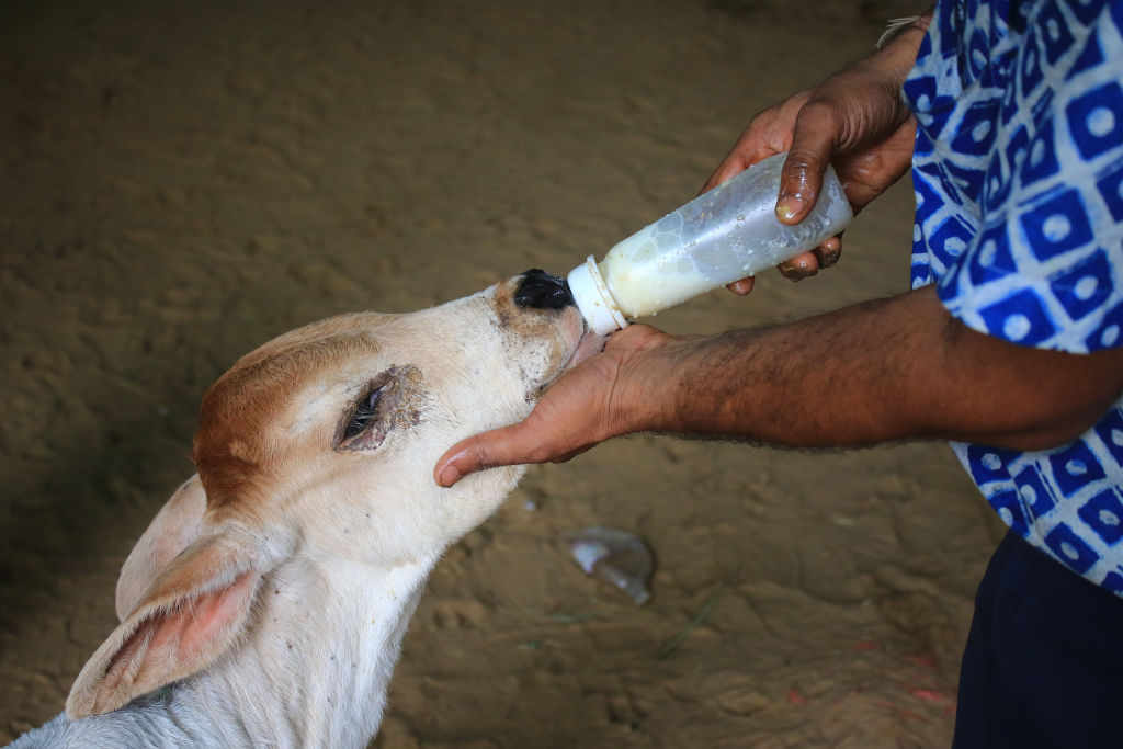 Una trabajadora alimenta a un ternero en un establo de Jaipur, Rajastán, India, el 21 de septiembre de 2022.