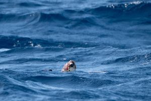 La ONG WWF alerta de la "inacción" de la UE para proteger los mares europeos