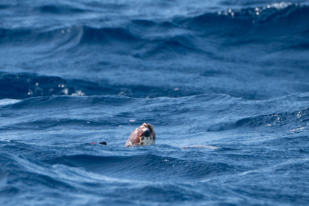 Iona, una tortuga boba, fue encontrada el 4 de octubre de 2023 varada en una playa de Escocia, a miles de kilómetros de su hábitat natural, las aguas más cálidas del sur de Europa.