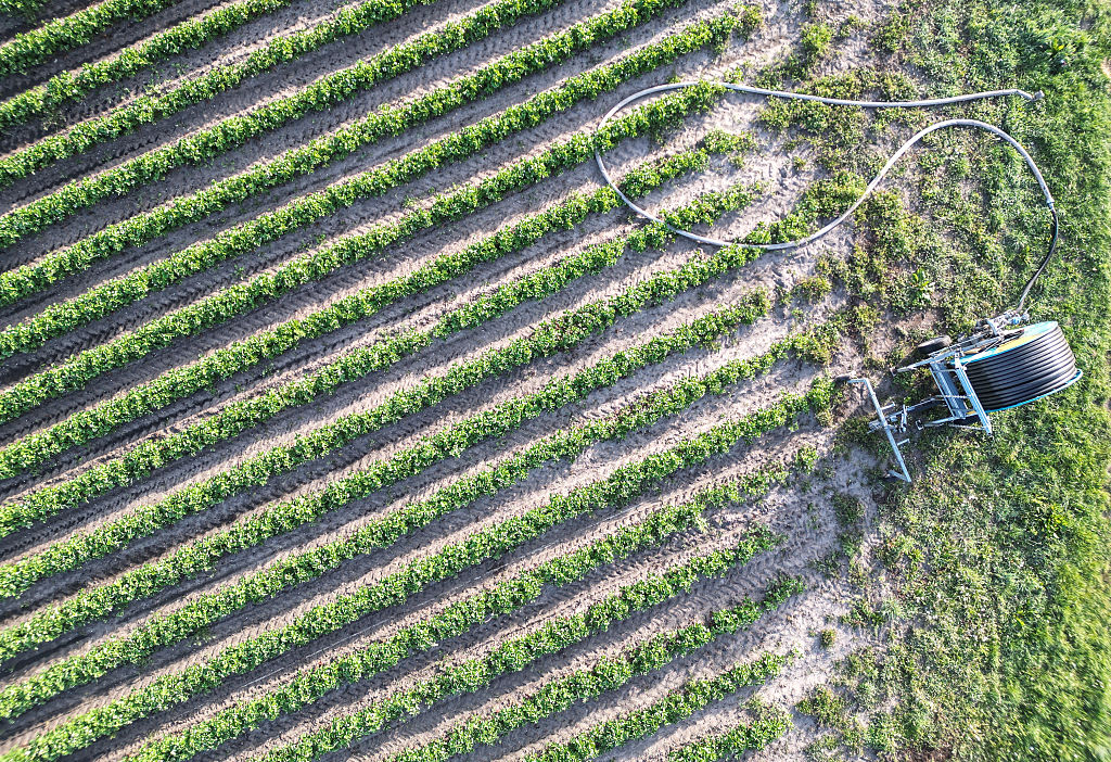 Sistema de riego en un campo de fresas en Baja Sajonia, Alemania, el 10 de mayo de 2025.