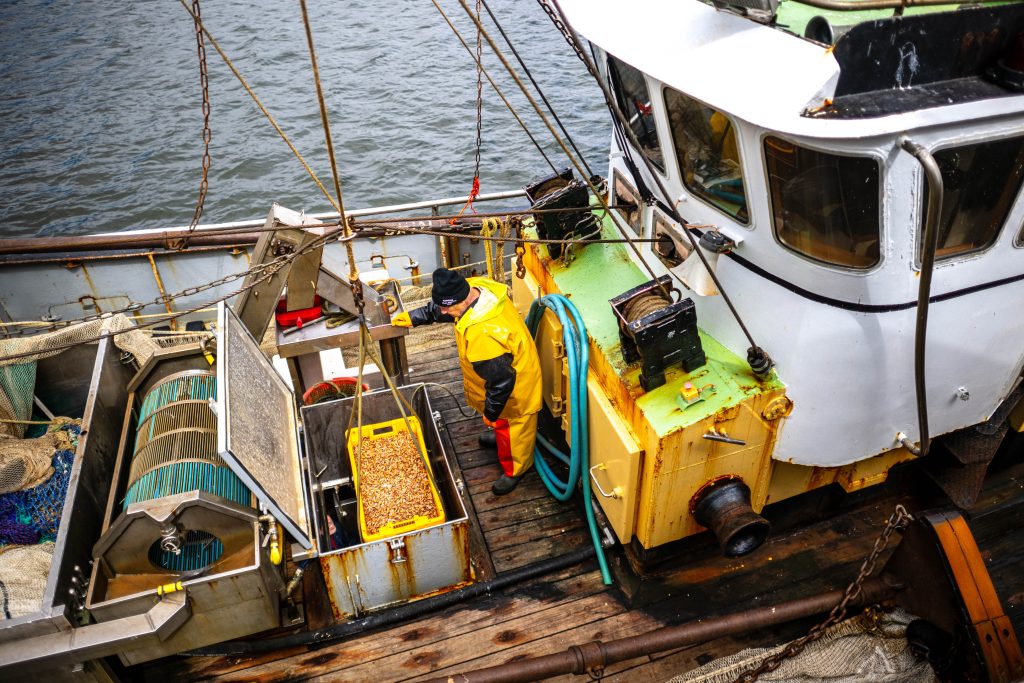 Pescadores cargan camarones (langostinos del Mar del Norte) en un camión desde un barco en Cuxhaven (Baja Sajonia), Alemania, el 21 de mayo de 2025.