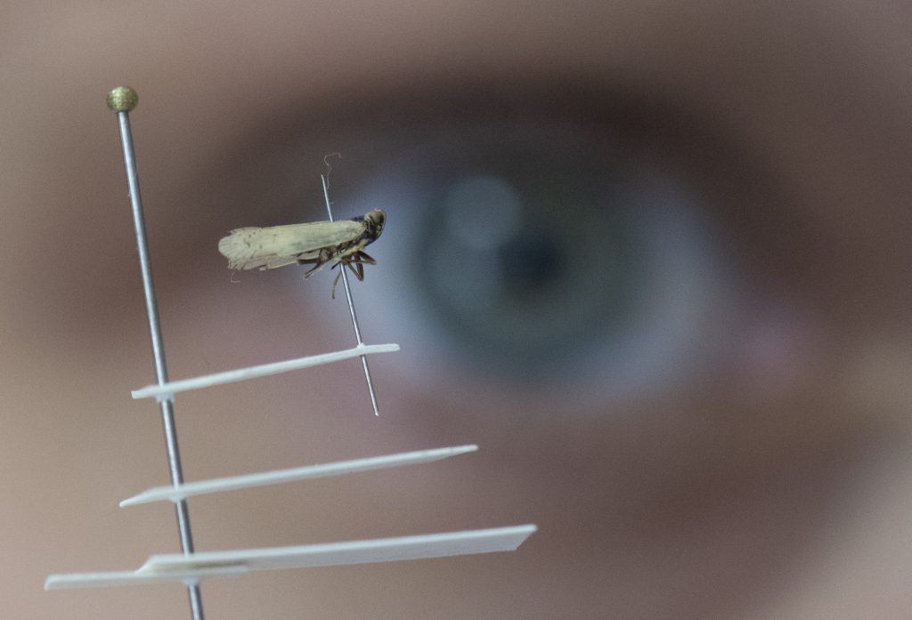 Un miembro del personal del Servicio de Protección de Plantas de Wetlzar, Hesse, Alemania,  muestra diminutas cigarras en un laboratorio.
