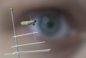Un insecto diminuto pone en jaque las cosechas en Alemania y la UE