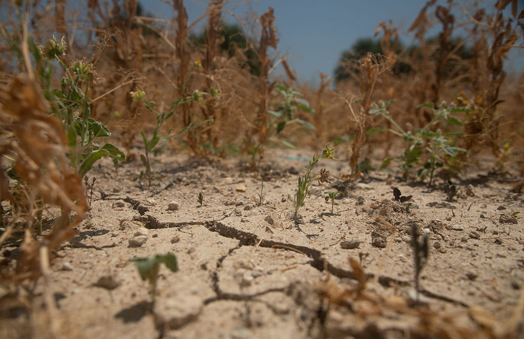 Campos resecos cerca del pueblo de Ariany, Mallorca, España, el 22 de junio de 2025.