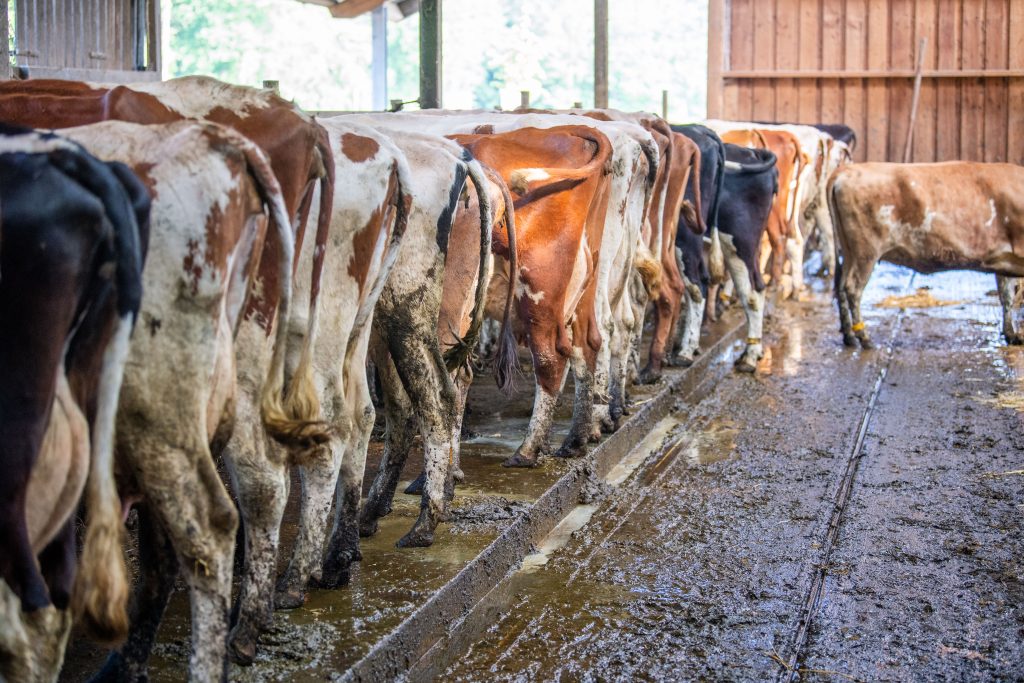 Vacas en la granja ecológica Strotdrees, en Renania del Norte-Westfalia, Alemania, el 25 de mayo de 2022.