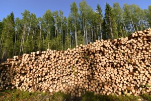 España invierte cuatro veces más en destruir la naturaleza que en cuidarla, según Ecologistas en Acción