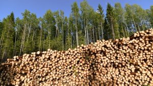 Madera rusa logra "burlar" las sanciones de la UE mientras los socios buscan excepciones a la Ley de Deforestación