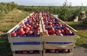 Los agricultores europeos rechazan las restricciones de Bruselas al insecticida "acetamiprid"