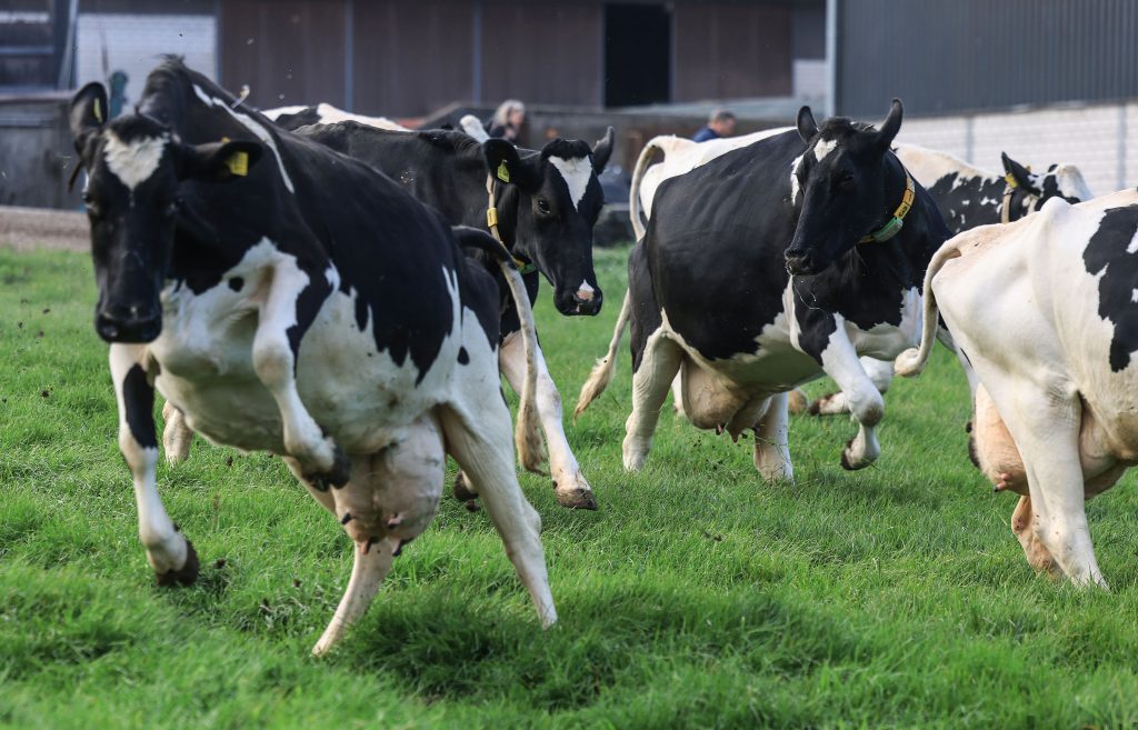 Vacas en una granja de Leverkusen, Alemania, en una imagen de archivo.