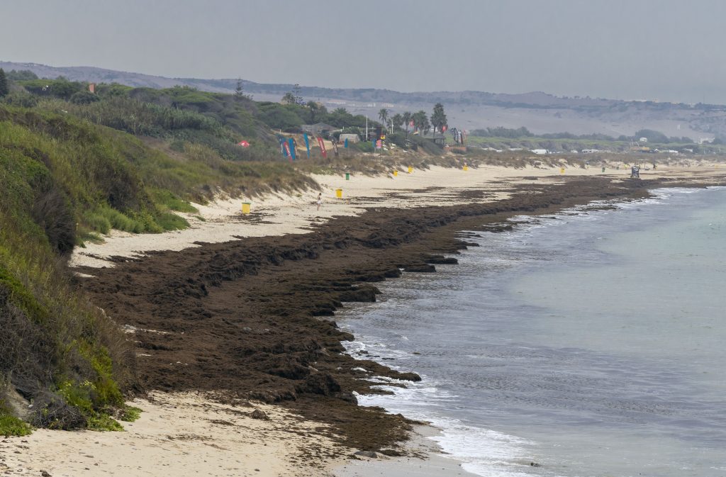 La macroalga invasora Rugulopteryx okamurae se amontona en la orilla de una playa de Tarifa, provincia de Cádiz. Esa especie invasora, originaria de las zonas occidentales del Pacífico, fue observada por primera vez en el estrecho de Gibraltar en 2015.