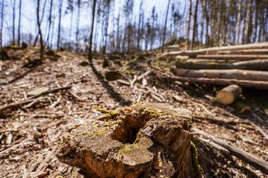 La Comisión Europea actualiza sus orientaciones sobre la legislación contra la deforestación
