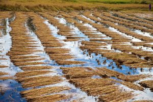 Los comisarios europeos de Agricultura y Comercio viajan a la India para impulsar el pacto entre Bruselas y Nueva Delhi