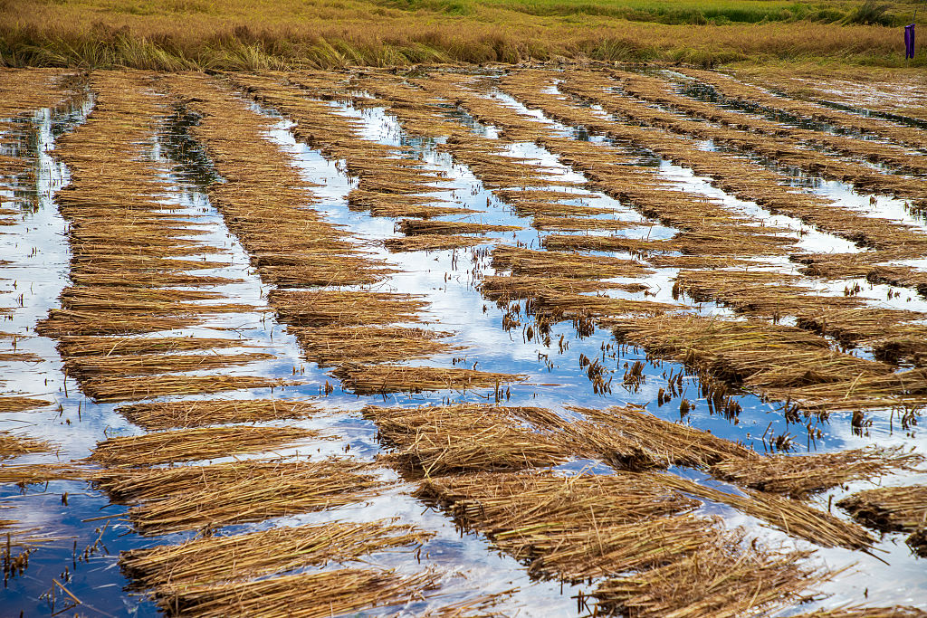 Harvested paddy lies submerged in water after days of