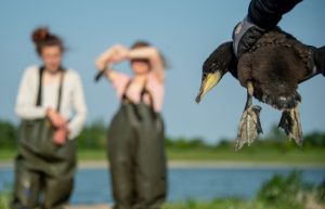 Varios países de la UE redoblan la presión para sacrificar a los cormoranes "devoradores de peces"