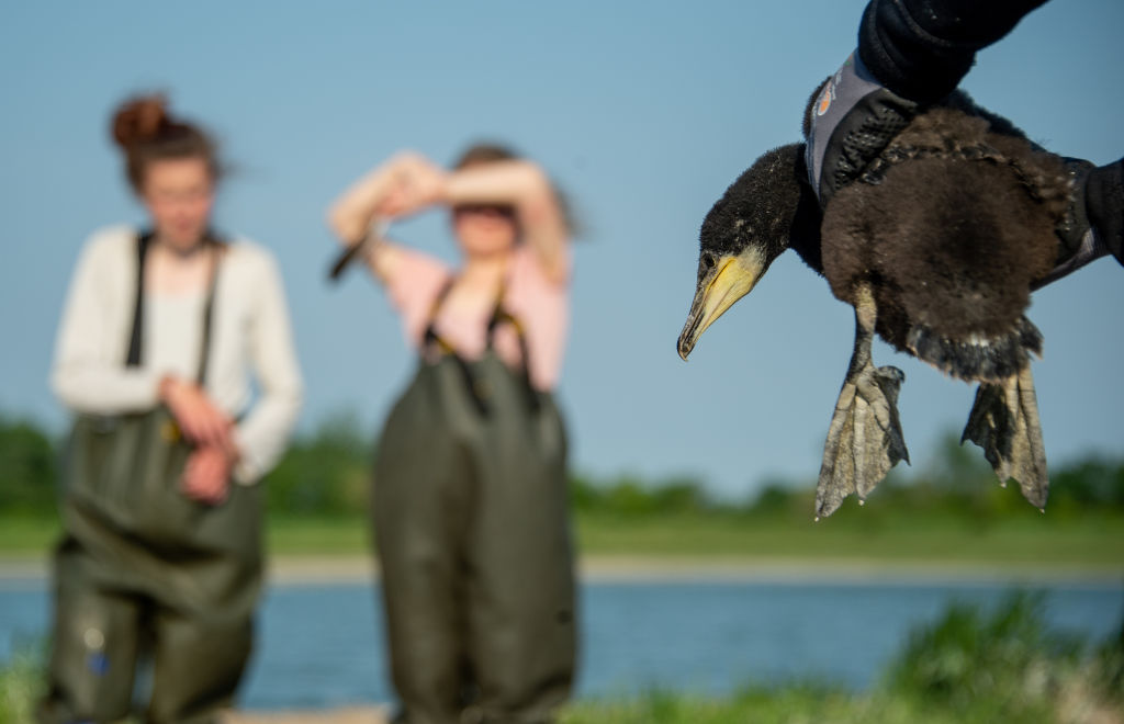 Un joven cormorán es sostenido por un conservacionista de la Unión Alemana para la Conservación de la Naturaleza y la Biodiversidad, en Fehmarn, Alemania, en una imagen de 2018.