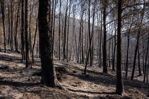 El Parlamento Europeo rechaza la norma de vigilancia forestal propuesta por Bruselas