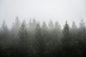 El PPE y la extrema derecha suman fuerzas para tumbar la futura norma europea de vigilancia forestal