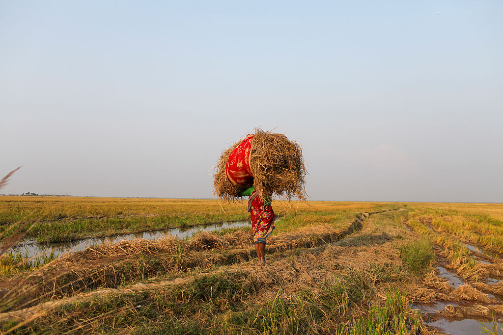 Italia y España, principales productores de arroz de la UE, eran los únicos países que abogaban por una salvaguardia más estricta que frenara las importaciones.