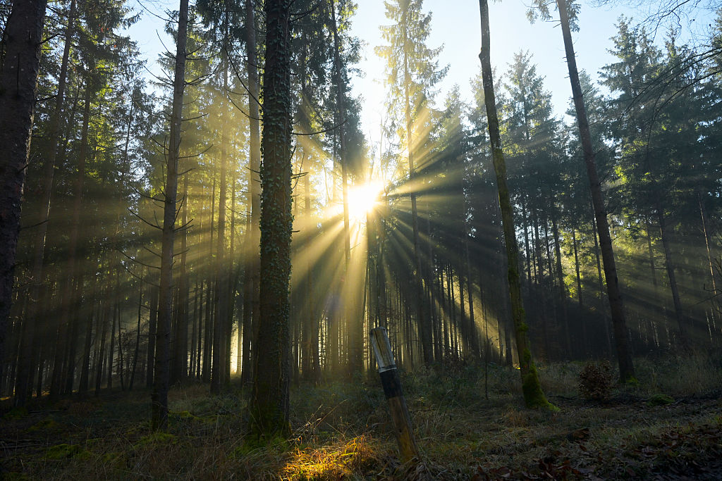 Los bosques, clave en la absorción de CO2.