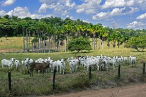 La UE aprueba la lista definitiva de productos sujetos a la normativa sobre deforestación