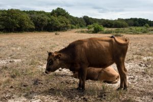 La sequía amenaza al sector ganadero en toda la Unión Europea