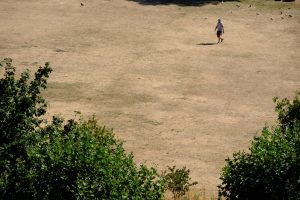 El verano excepcionalmente seco ha provocado incendios forestales de proporciones históricas en Bélgica