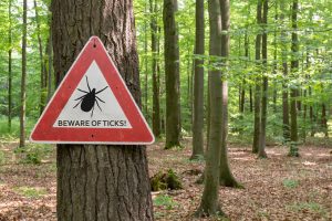 La EMA estudiará una posible vacuna contra la enfermedad de Lyme
