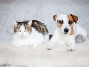 Entra en vigor el primer reglamento de la UE sobre el bienestar de perros y gatos