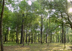 L'agroforesterie représente un dixième des terres agricoles de l'UE