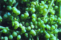 3rd_generation_biofuel_02.jpg